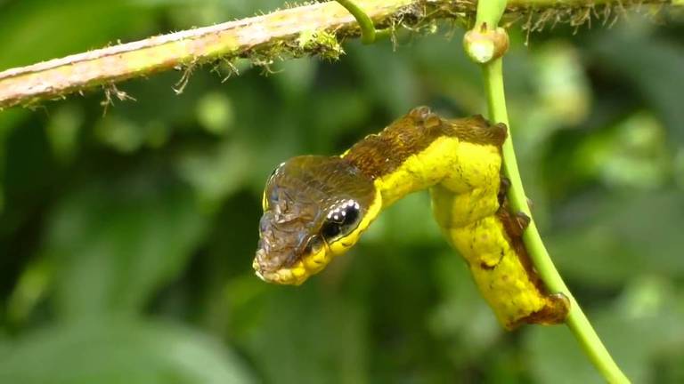 Snake Head Caterpillar.jpg